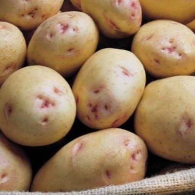 Картофель Луна: идеальный сорт для огородников и кулинаров