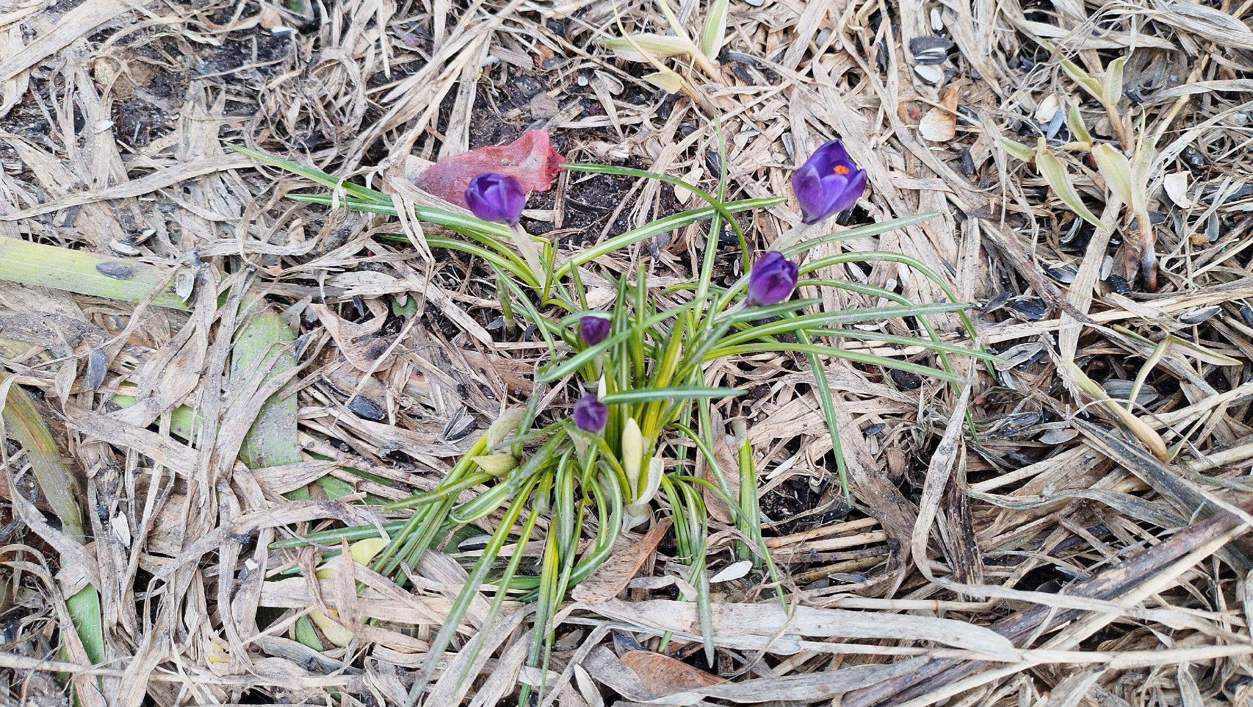 В Йошкар-Оле расцвели крокусы и появились первые бабочки