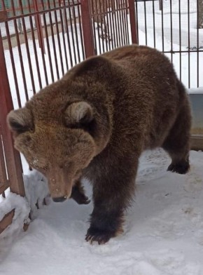 Работники Медведевского зоопарка сообщили, что медведица Дуся наконец вышла из спячки