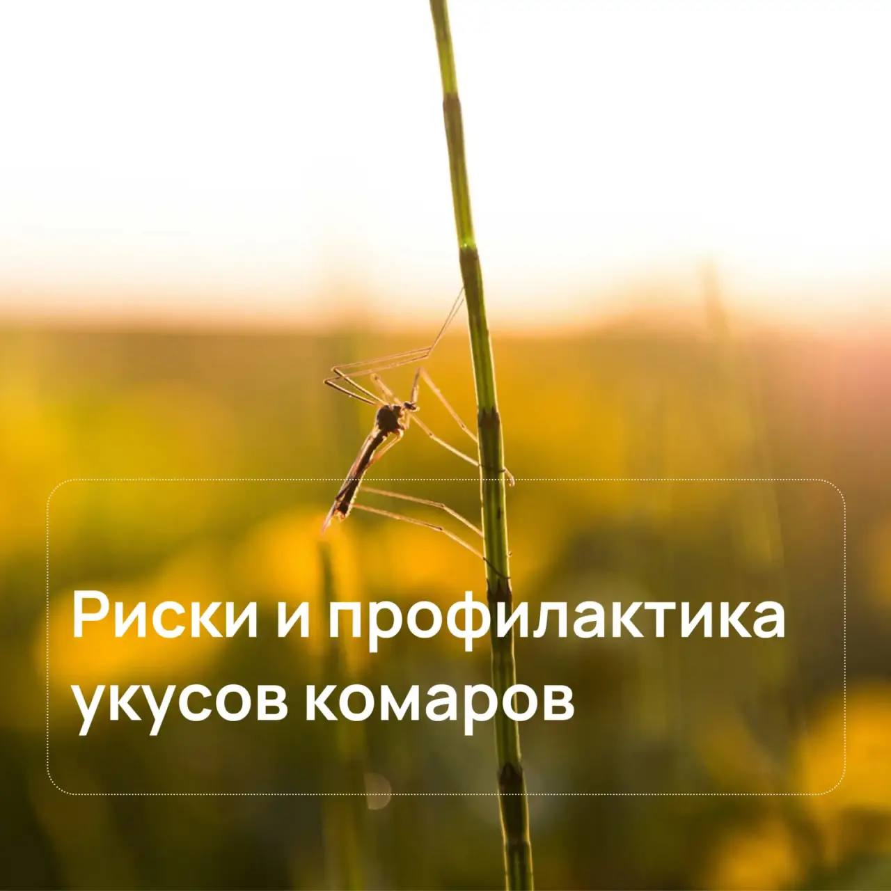 Как защититься от комаров? Рассказываем о рисках заболеваний и мерах защиты