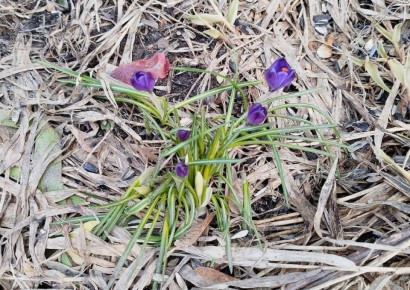 В прошедшие выходные в Йошкар-Оле были замечены первые цветы и бабочки