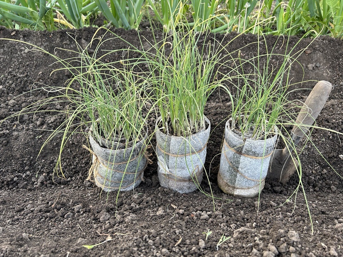 Как правильно вырастить рассаду лука: секреты посева в улитках