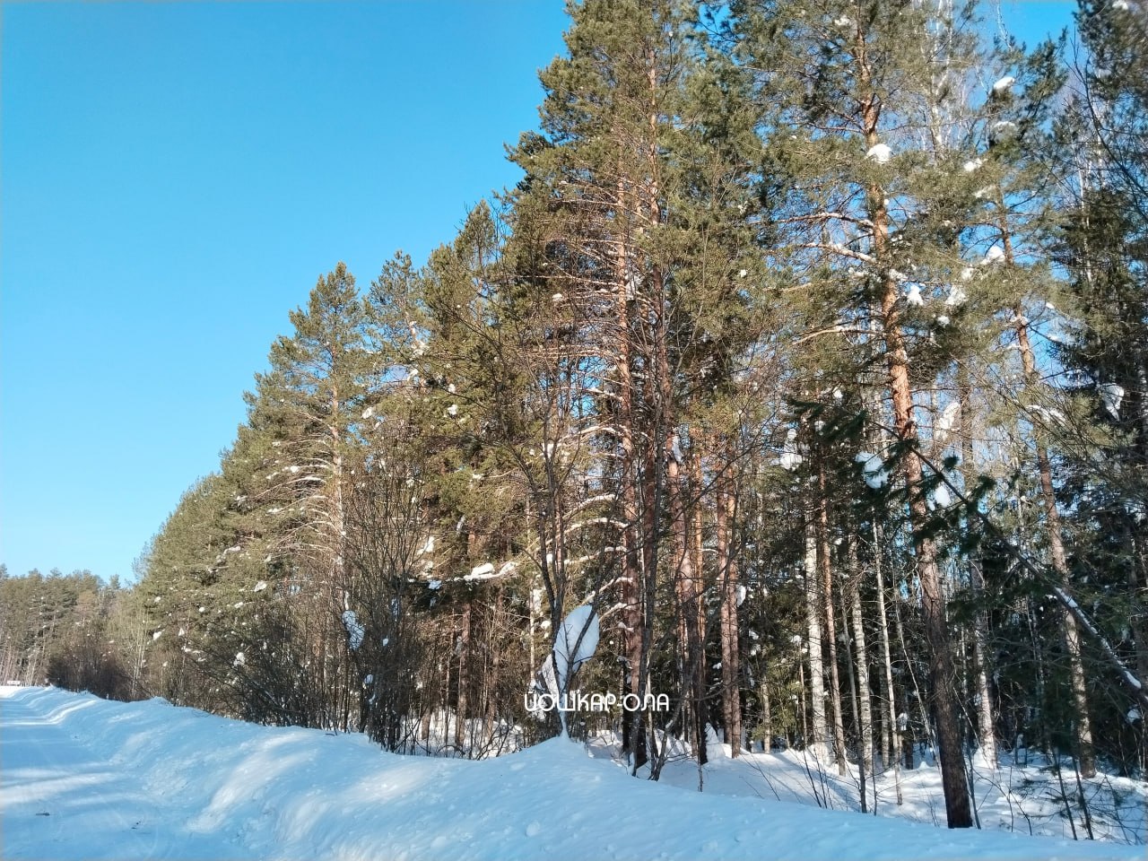 Прокурор Йошкар-Олы Сергей Гусаченко поделился подробностями процесса вокруг Сосновой рощи