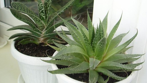 Не все растения любят душ: как избежать ошибок в уходе