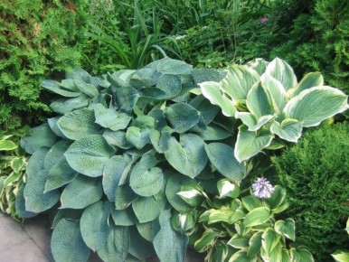 ������� �����: ��� ����� ������