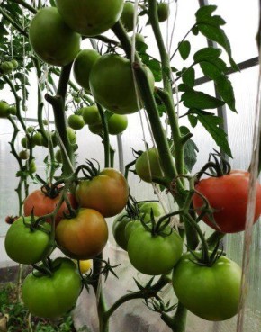 ������, ������� ���������� ��� ��� � ��� ��� �������