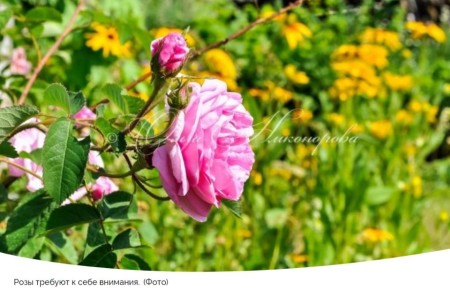 ������ ��� ��� ���: ��� ����������� ���� �������� � �������