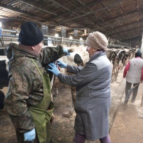 ����������� ��������������� ������������ ������ ����� �� ������ �������� �������� ���������� ��������