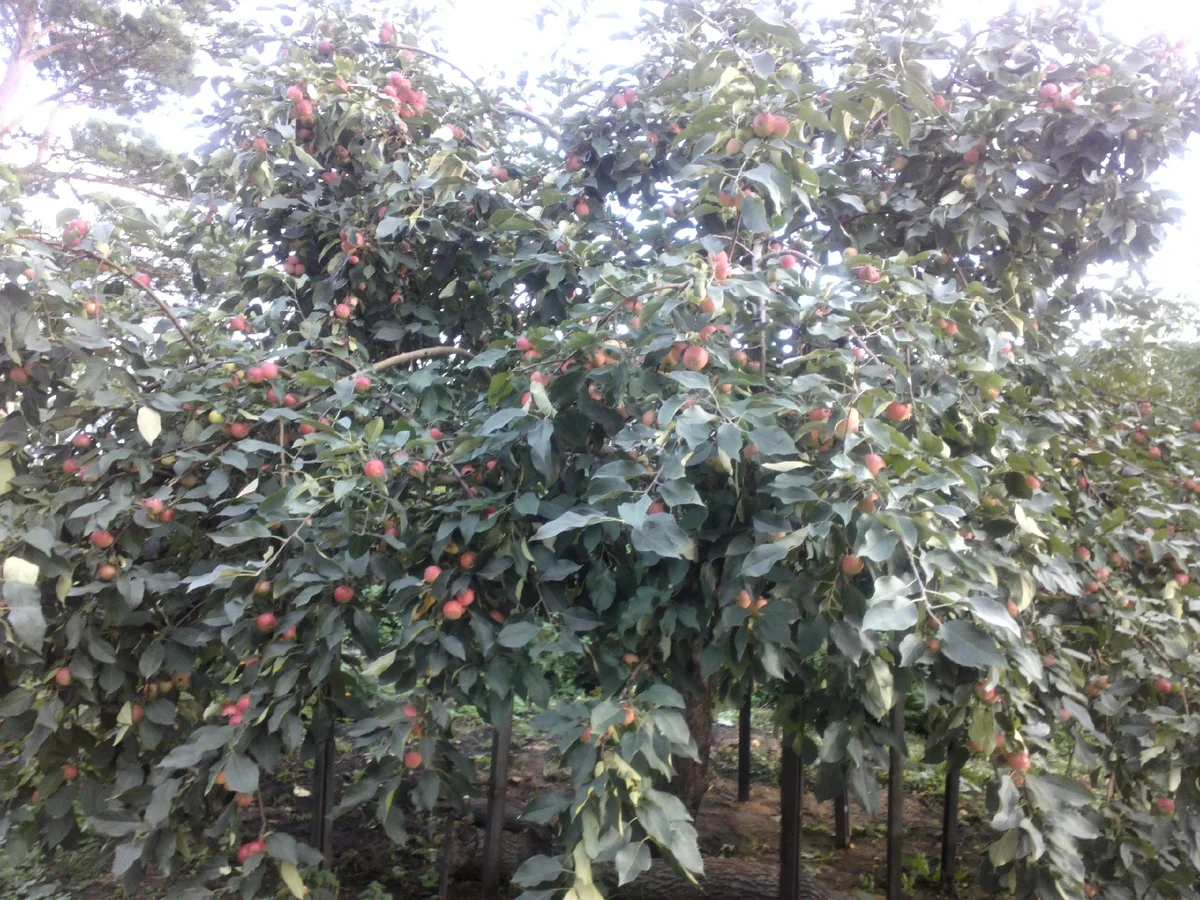 Омолаживающая обрезка: как восстановить старые плодовые деревья