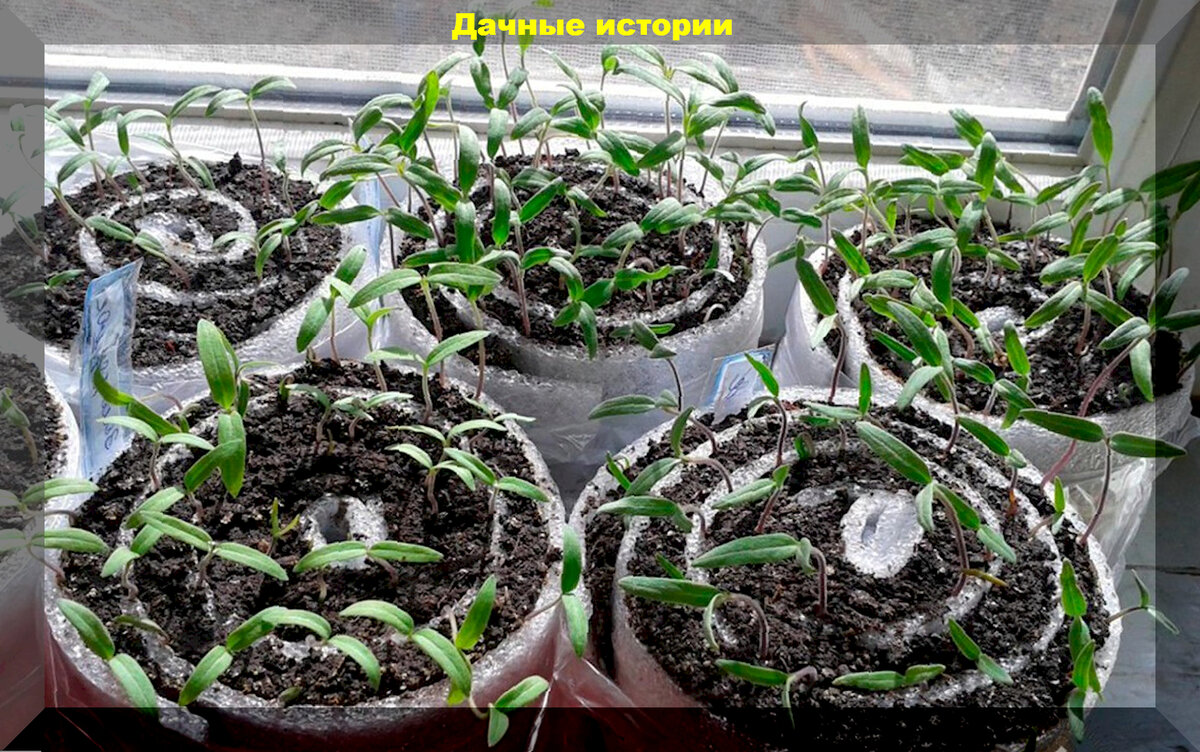 15 актуальных вопросов для дачников: ответы на насущные запросы