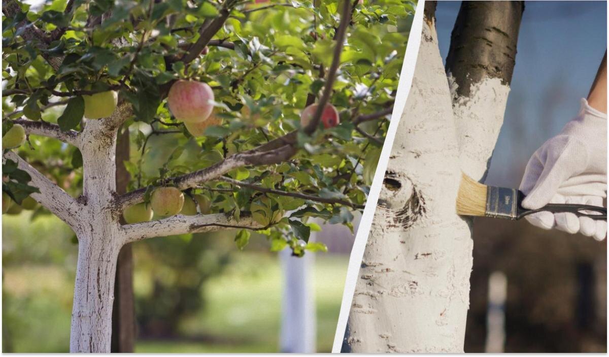 Устойчивые белила для деревьев: секреты идеальной побелки