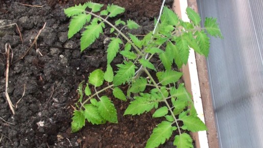 Как правильно подготовить почву для рассады томатов и гарантировать отличный урожай