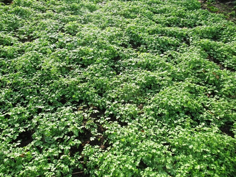 Фацелия или горчица: что выбрать для вашего огорода?