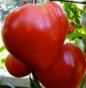 Почему старые сорта томатов уходят в прошлое