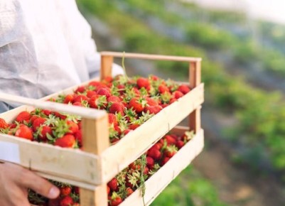 Как превратить кислую клубнику в сладкую мечту