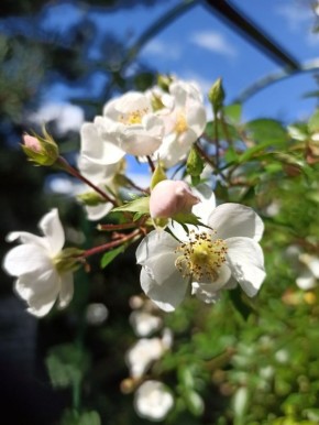 Когда стоит обрабатывать сад: развеяем мифы о весенних работах