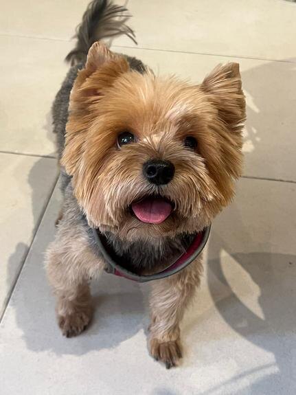 В России разрабатывают закон для защиты домашних животных