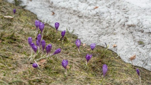 В Марий Эл в эти дни сохранится тёплая весенняя погода