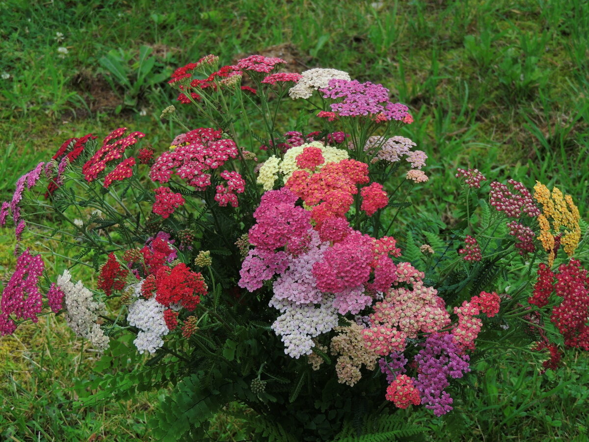 Ахиллея: Открытие для вашего сада