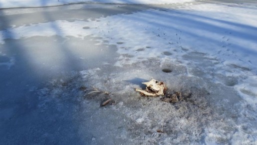 В марийском заповеднике молодая лосиха стала добычей волчьей стаи