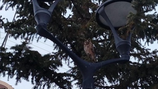 � ������-��� ����� ��������� ������� ����