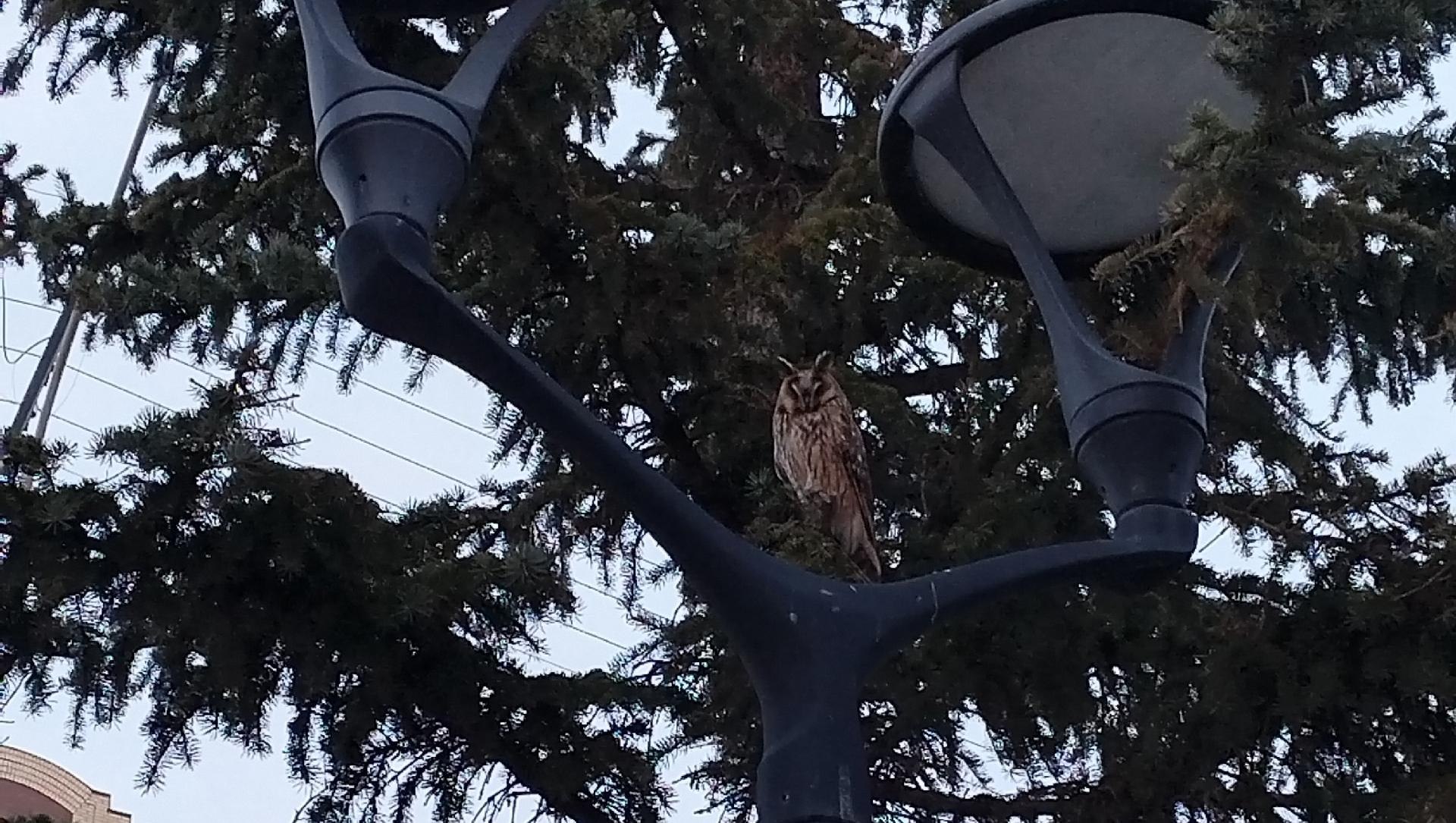 В Йошкар-Оле можно встретить ушастую сову