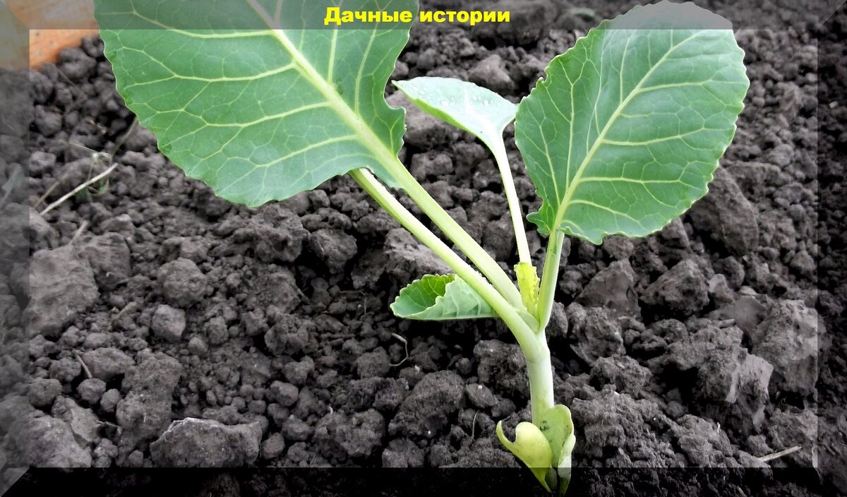 Идеальные условия для высокоурожайной капусты: секреты успешной посадки