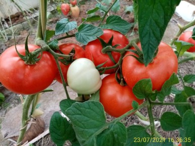 ������ ����� ������������� ����� ������ �������