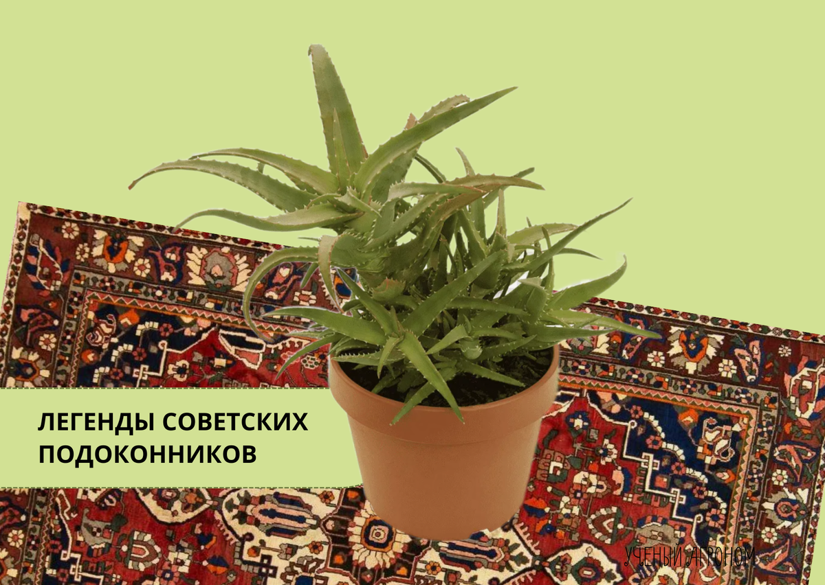 Алоэ для дома: секреты выбора, ухода и использования