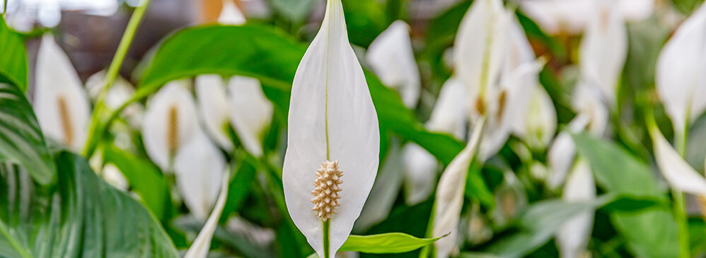 Как выбрать комнатные растения для темных уголков вашего дома