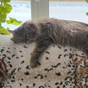 ����� ���� ���� ����� ��� ������� �����: ���������� � � ������������� ����������� ����� ������