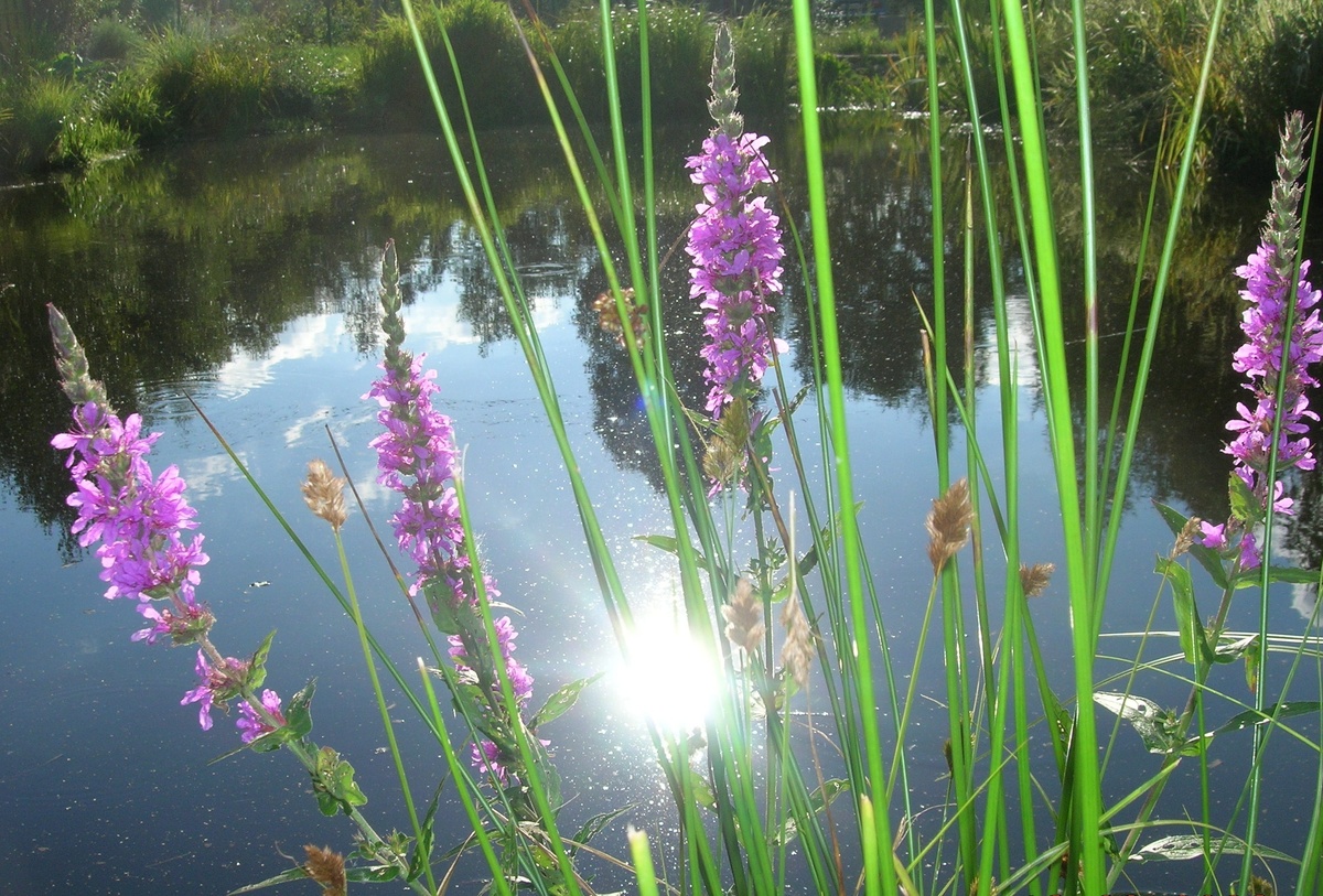 Как создать идеальный пруд на участке: вдохновение и советы