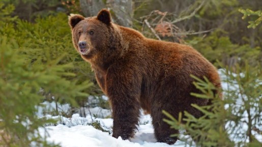 ���������� �������, ������ ������� � ����� ����� �� ��������� �� ���������