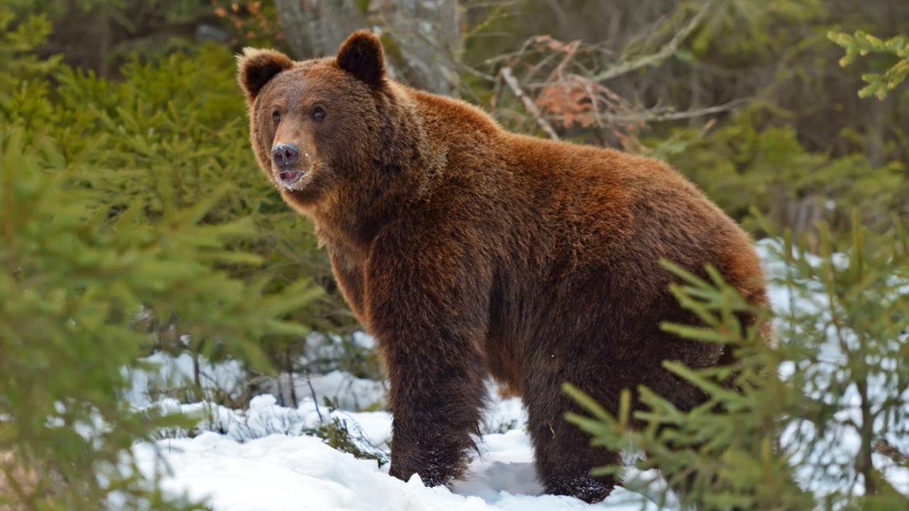 Специалист пояснил, почему медведи в лесах Марий Эл проснутся не голодными