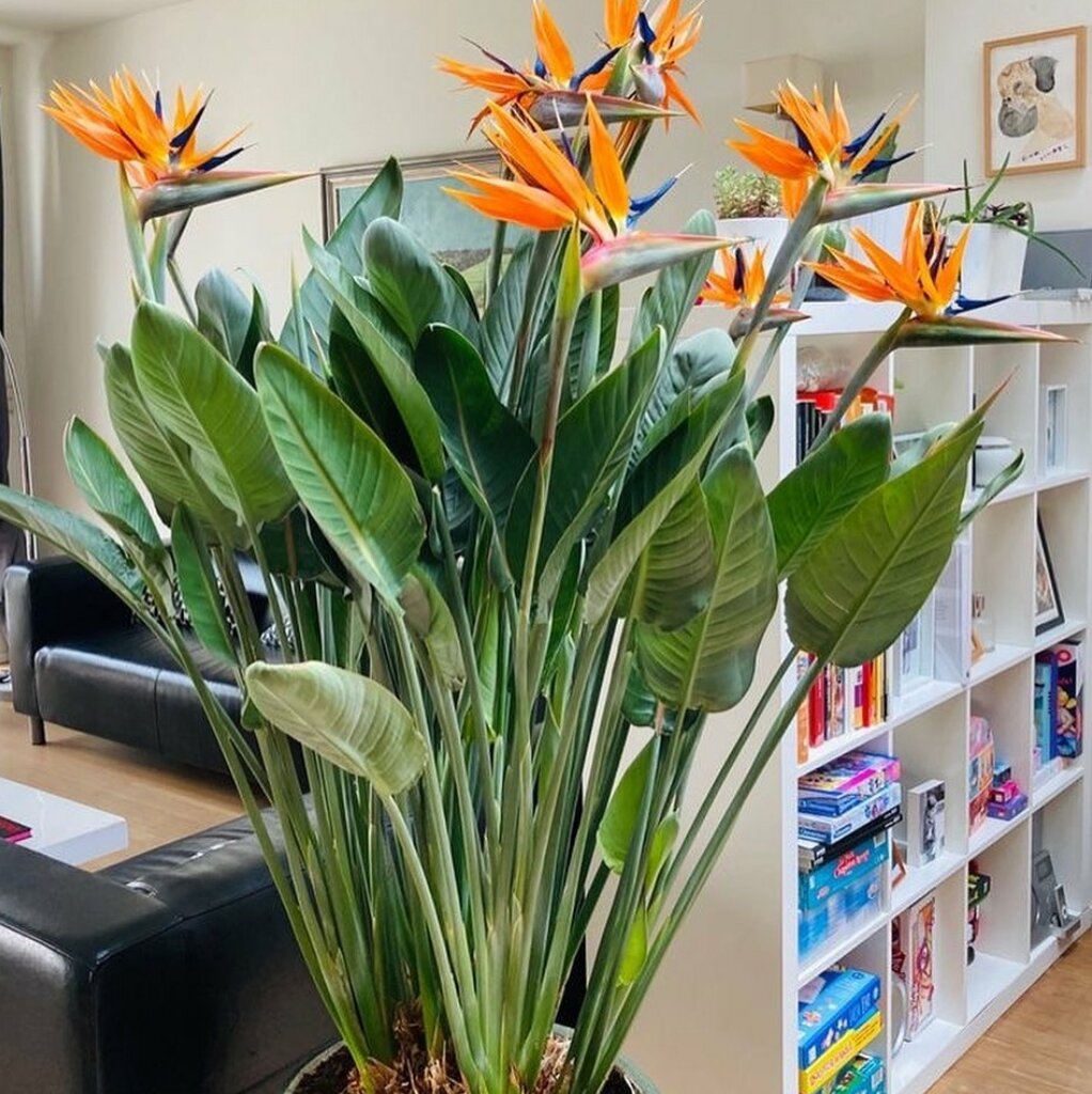 Пять растений, которые остаются мечтой для многих