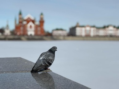 Жители Йошкар-Олы начали находить мёртвых птиц в разных районах столицы