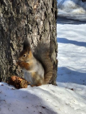 В Ботаническом саду Йошкар-Олы у белок начался активный «сезон охоты» за зимними запасами
