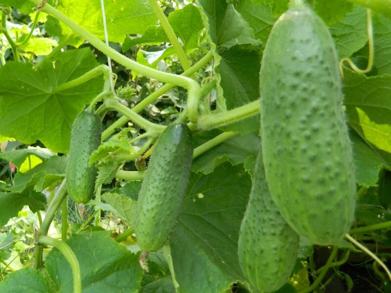 Как выбрать огурцы для разных кулинарных нужд