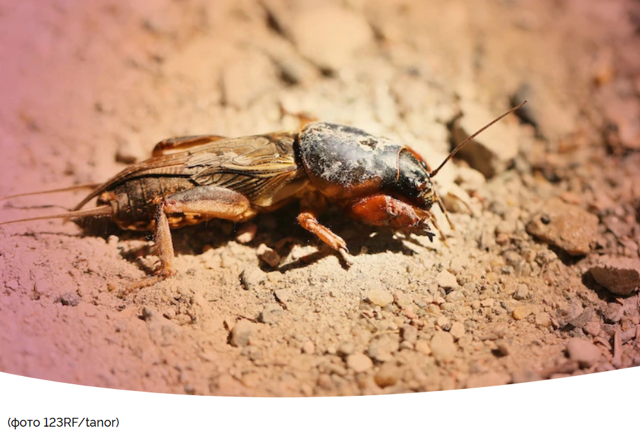 Эффективные способы борьбы с медведкой в огороде в июле