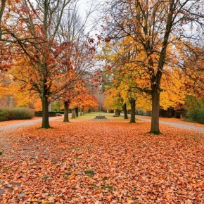 Как сэкономить на удобрениях и превратить уборку листьев в увлекательное занятие