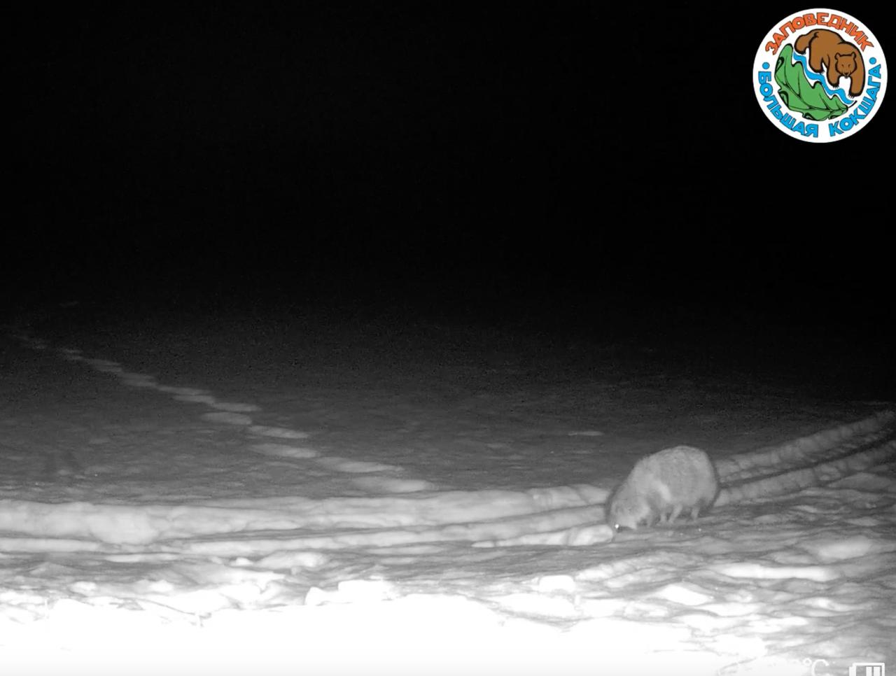 В заповеднике «Большая Кокшага» в Марий Эл фотоловушка зафиксировала странного обитателя леса