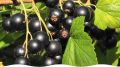 Сладкие сорта черной смородины, которые изменят ваше мнение