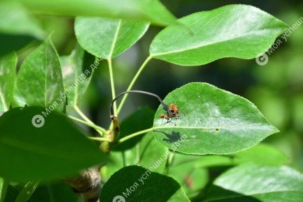 Как спасти груши от почернения завязей: Советы и рекомендации