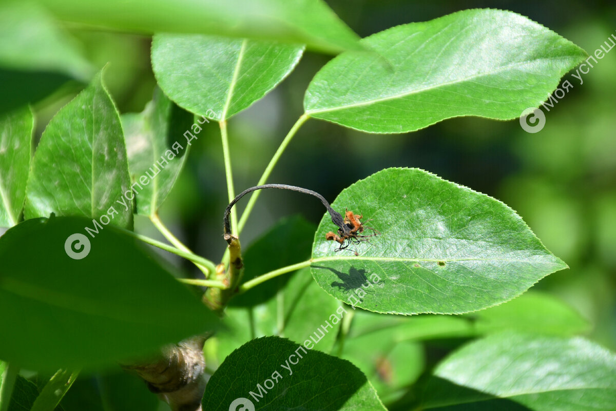 Как спасти груши от почернения завязей: Советы и рекомендации