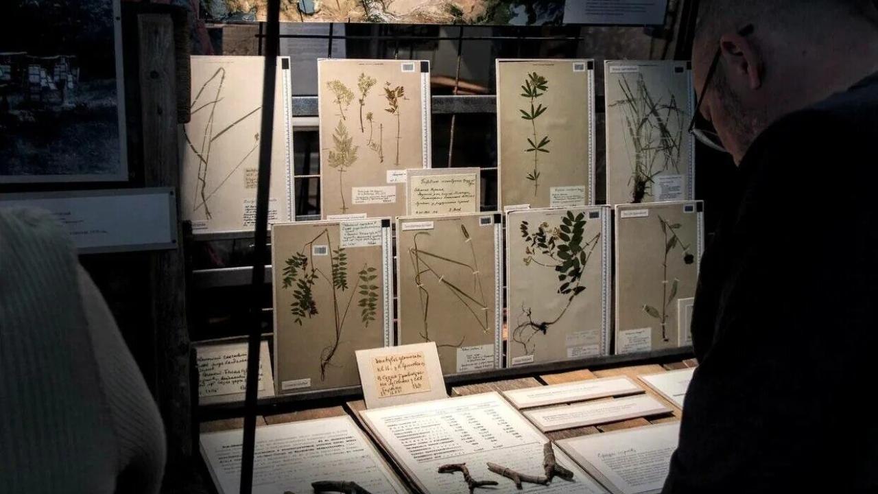 Выставку «Засушенному - верить» в Йошкар-Оле закроют кураторской экскурсией