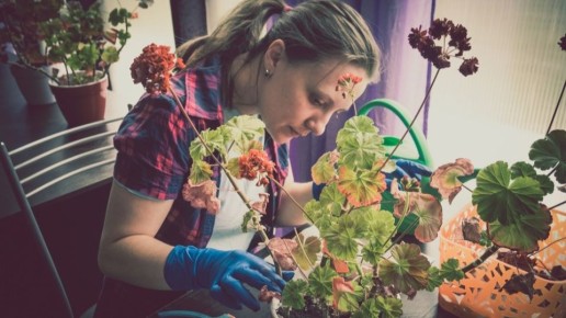 Как пробудить герань зимой: простые советы для цветущего уюта