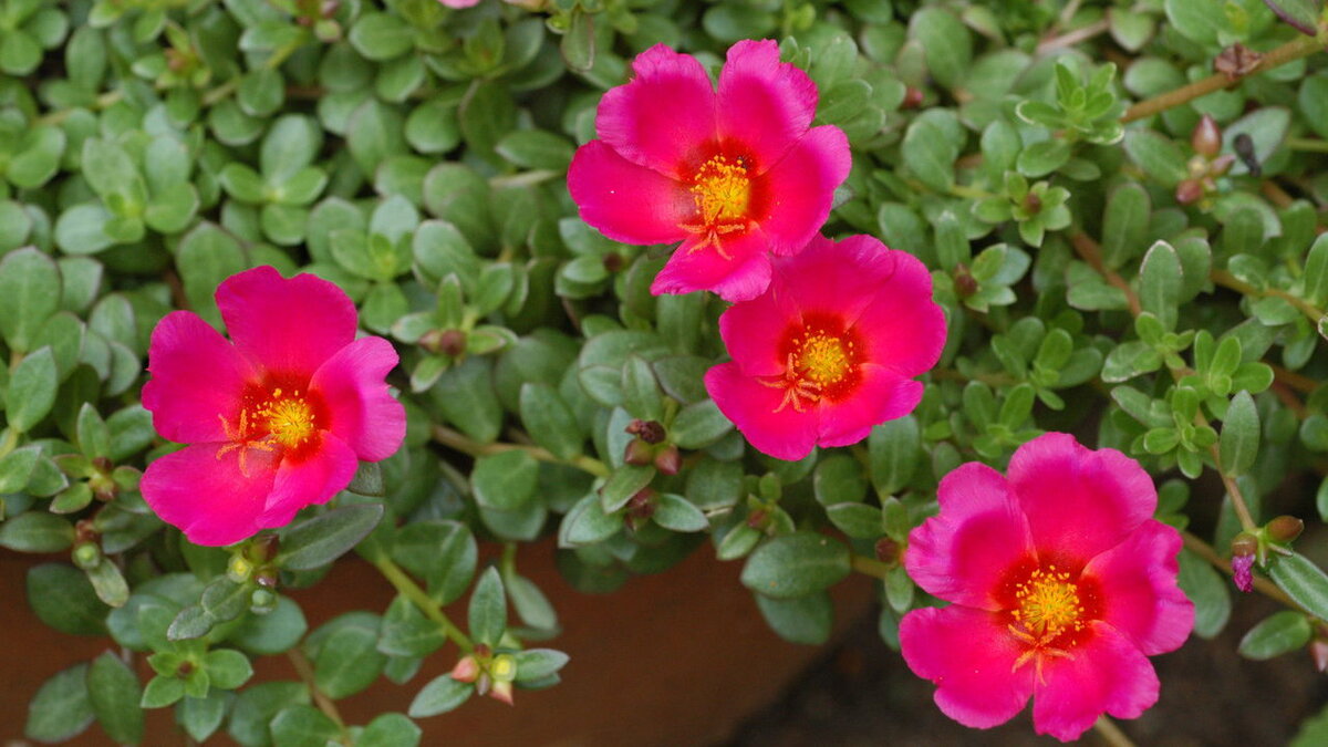 Портулак: зеленый суперфуд для здоровья и красоты