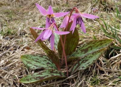 Эритрониум: весеннее чудо для вашего сада