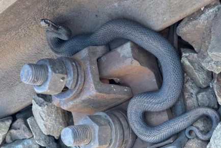 С приходом тёплых весенних дней в Марий Эл из укрытий начали выползать змеи