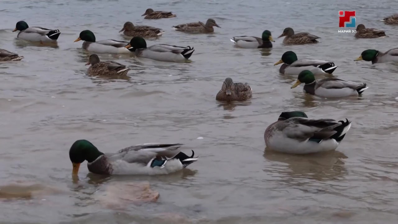 В Комитете ветеринарии прокомментировали эпидемиологическую обстановку в регионе